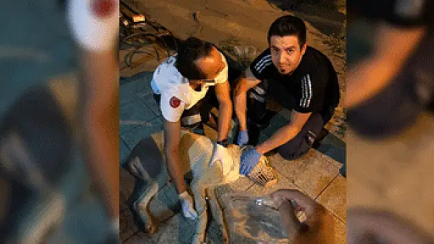 Hasta köpek 112'ye sığındı
