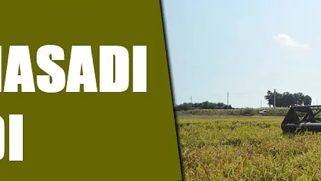 Damlama sulama yöntemi ile yetiştirilen çeltiğin hasadı yapıldı