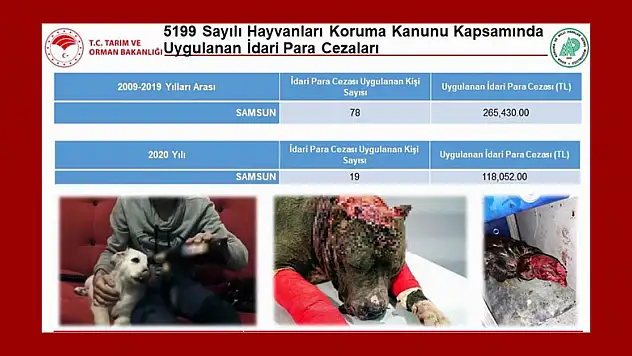 Fotokapana yaban kedisi yakalandı