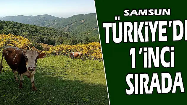Samsun manda varlığında Türkiye'de 1'inci sırada