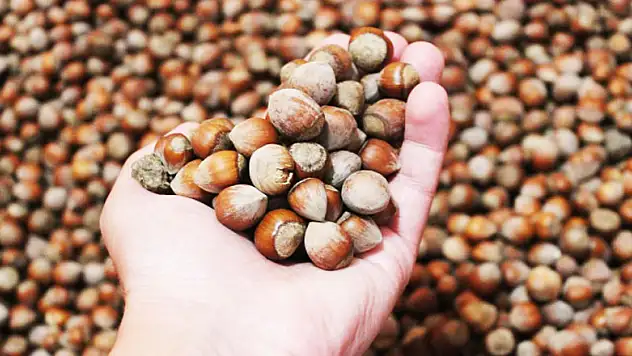 Türkiye son 11 yılda fındıktan 21 milyar dolar gelir elde etti