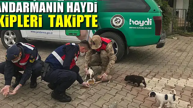 Samsun'da Jandarmanın HAYDİ ekipleri  takipte