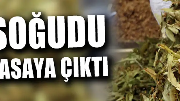 Havalar soğudu, ıhlamurlar piyasaya çıktı