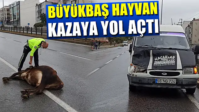 Karayoluna çıkan büyükbaş hayvan kazaya yol açtı