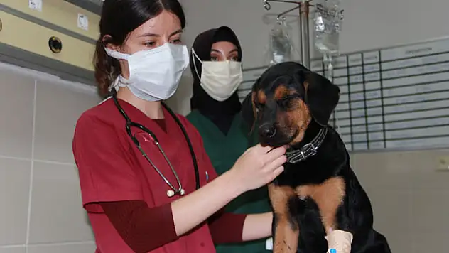 Veteriner hekimler yüz yüze eğitime devam ediyor