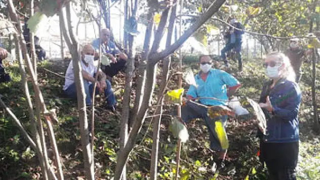 Fındıkta verimi artırmak için eğitimler devam ediyor