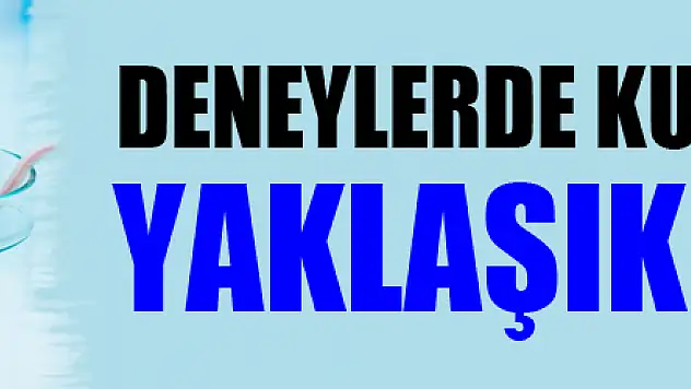 Covid-19 deneylerinde kullanılan bir fare yaklaşık 10 bin TL
