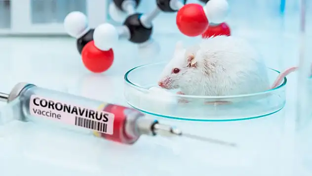 Denek bir fare yaklaşık 10 bin TL