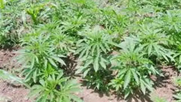 2.108 kök kenevir ele geçti