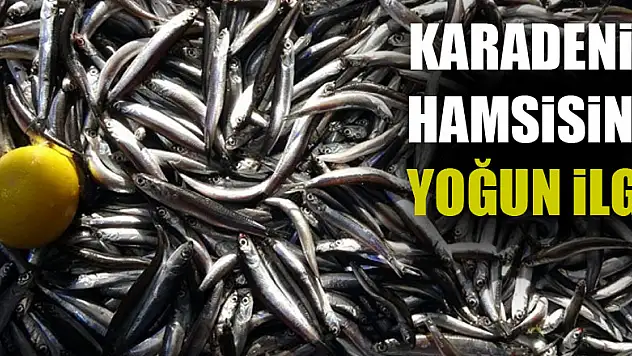 Karadeniz hamsisine yoğun ilgi
