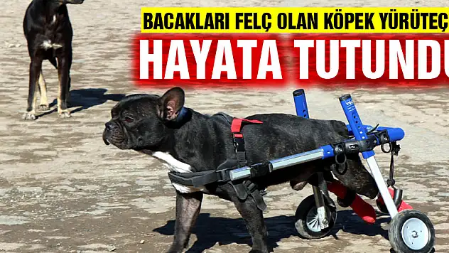 Bacakları felç olan köpek yürüteçle hayata tutundu