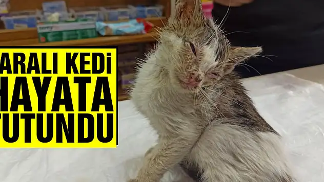 Sokakta bulunan yaralı kedi hayata tutundu