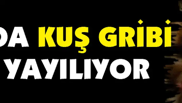 Japonya'da kuş gribi salgını yayılıyor