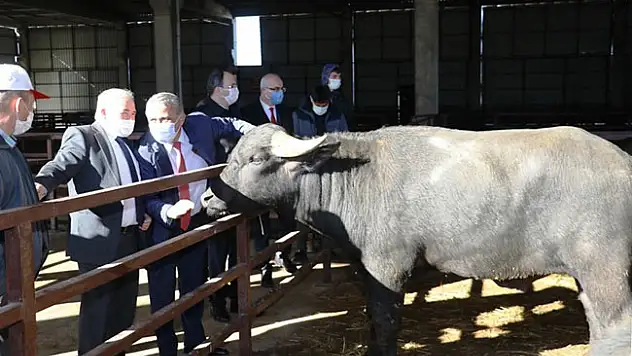 Samsun'da çiftçilere damızlık boğa dağıtımı yapıldı