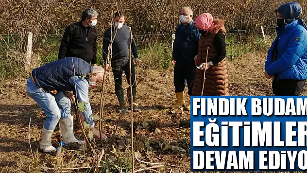 FINDIK BUDAMA EĞİTİMLERİ DEVAM EDİYOR