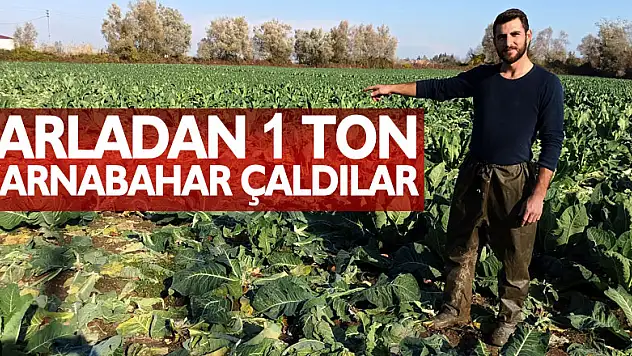 Tarladan 1 ton karnabahar çaldılar