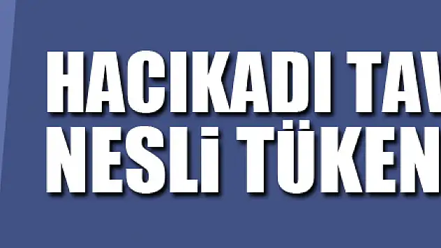 Hacıkadı tavuk ırkının nesli tükenmek üzere
