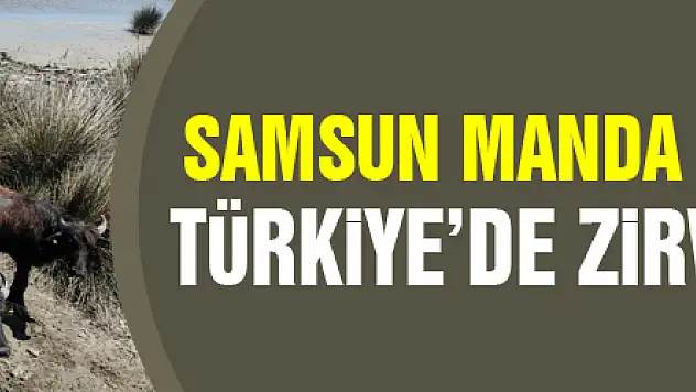Samsun manda popülasyonunda Türkiye'de zirvede yer alıyor