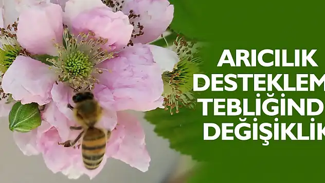 Arıcılık destekleme tebliğinde değişiklik