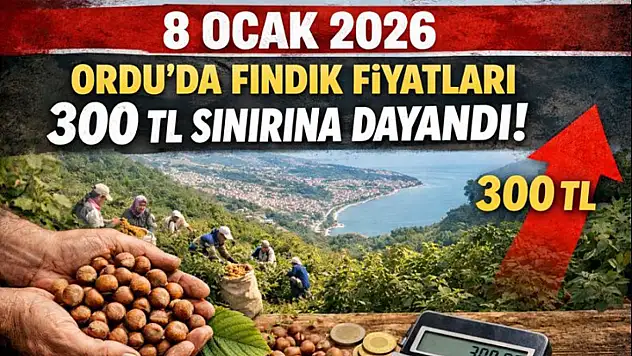 8 Ocak 2026 Ordu'da Fındık Fiyatları 300 TL sınırına dayandı