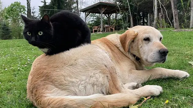 800 tona yakın kedi köpek maması ihraç edildi