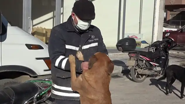 Köpeğini ezen otomobil sürücüsünden şikayetçi oldu