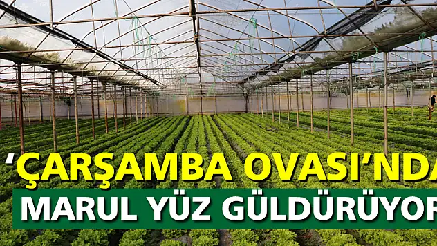 Çarşamba Ovası'nda marul yüz güldürüyor