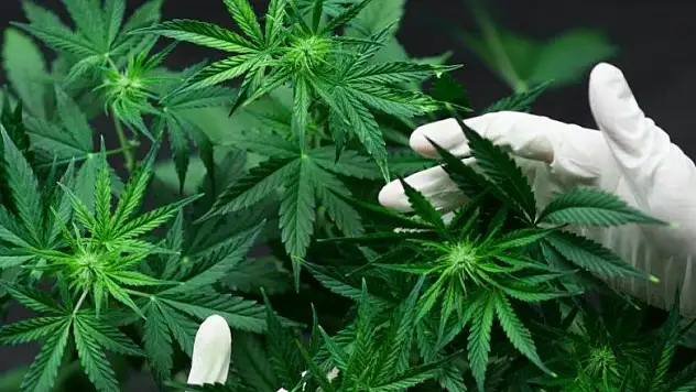 Hasadı yapılmış yasal ekim alanında 475 bin kök kenevir bitkisi ele geçirildi