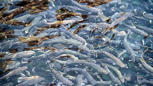 Samsun'da balık yetiştiriciliği ve üretimi 1 yılda yaklaşık yüzde 2 katına çıktı