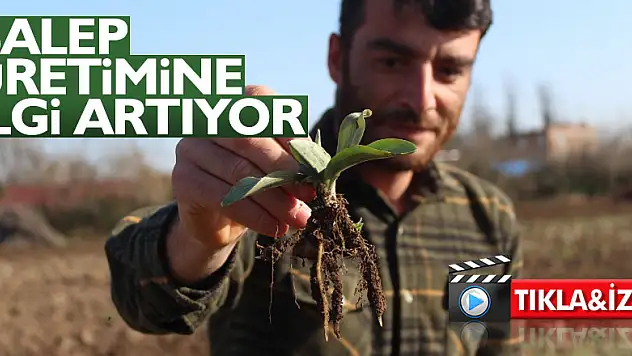 Salep Üretimine İlgi Artıyor