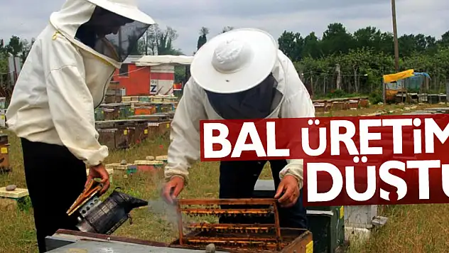 Büyükbaş ve küçükbaş hayvan sayıları artarken bal üretimi düştü