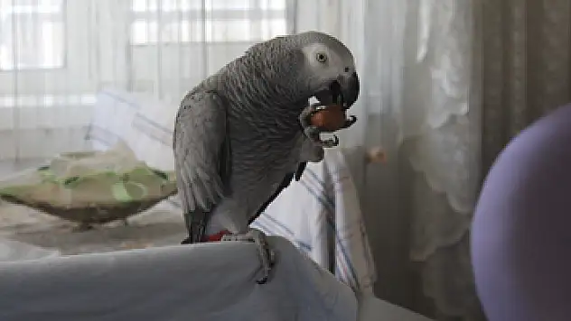 Papağan 'Ufuk' insan gibi konuşuyor