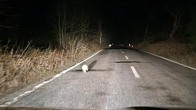 Samsun'da nesli tükenmekte olan porsuk görüntülendi