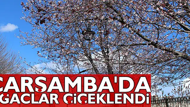 ÇARŞAMBA'DA AĞAÇLAR ÇİÇEKLENDİ