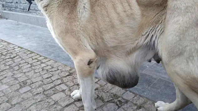 Hasta köpeğe Büyükşehir sahip çıktı