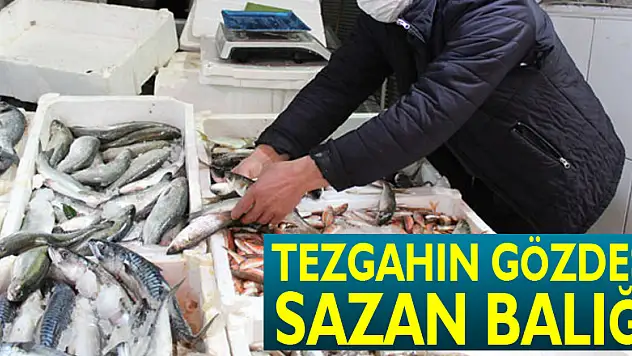 TEZGAHIN GÖZDESİ SAZAN BALIĞI