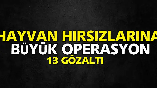 Karadeniz'de hayvan hırsızlarına büyük operasyon: 13 gözaltı