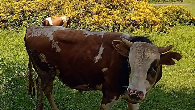 Hayvanlarını kayıt altına aldırmayanlara 'hayvan başına ceza' uygulaması