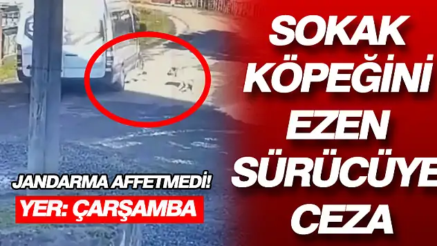 Sokak köpeğini ezen sürücüye ceza