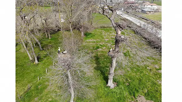 Leyleklerin eşleri geldi, yuvalar şenlendi