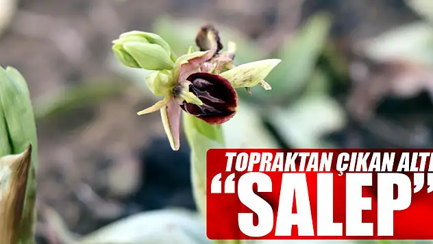 Topraktan çıkan altın: 'Salep' 