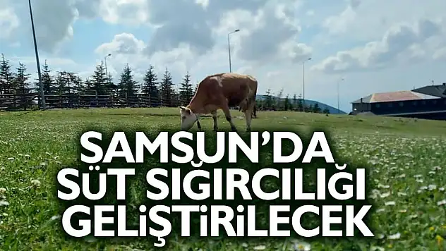 Samsun'da süt sığırcılığı geliştirilecek