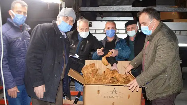 Bafra'da tütün alımları başladı