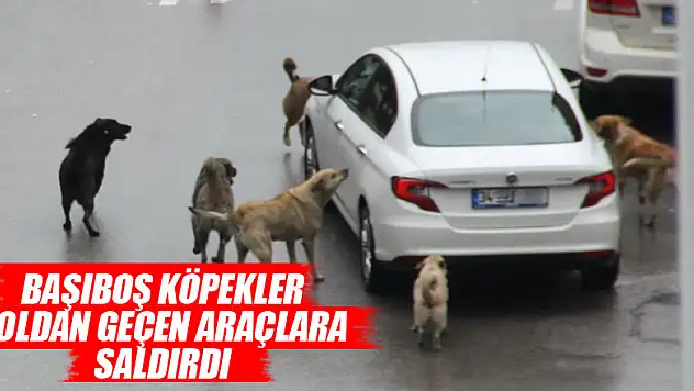 Başıboş köpekler yoldan geçen araçlara saldırdı