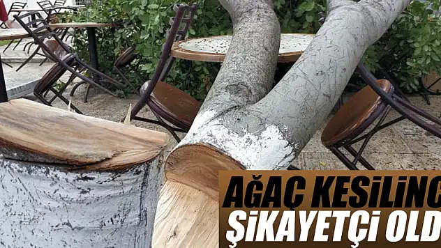 Çay ocağı işletmecisi bahçesindeki ağaç kesilince şikayetçi oldu