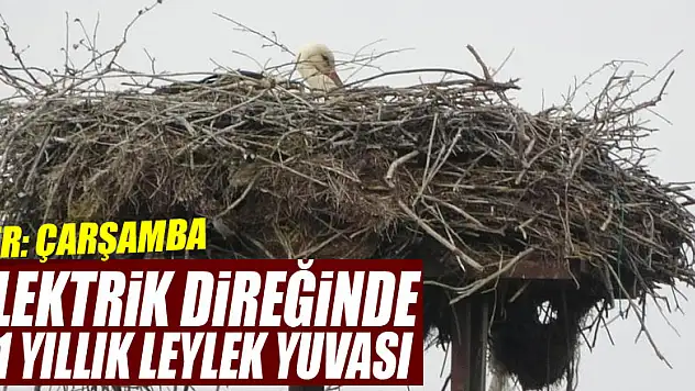 Samsun'da elektrik direğinde 31 yıllık leylek yuvası