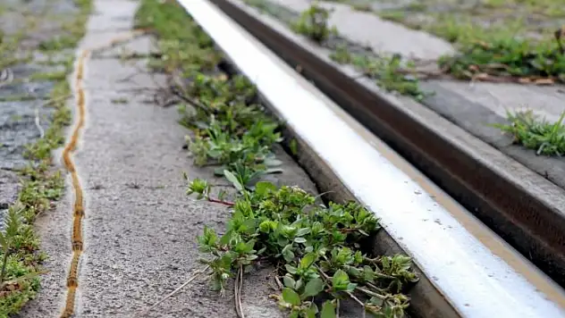  Tırtılların kelebeğe dönüşme yolculuğu raylardan geçiyor