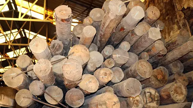 Korona salgını dünyada ahşaba olan talebi arttırdı, fiyatlar arttı 