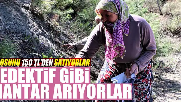 Dedektif gibi mantar arıyorlar, kilosunu 150 TL'den satıyorlar
