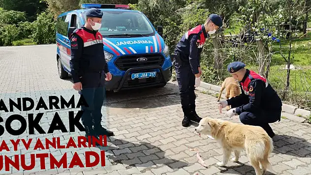 VEFA  SOSYAL DESTEK GRUBUNDAN JANDARMA SOKAK HAYVANLARINI UNUTMADI